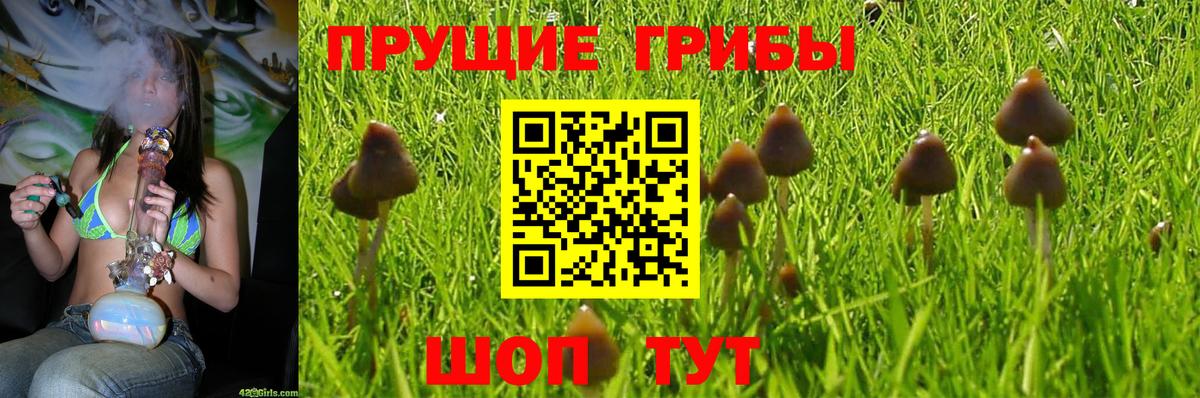магазин  наркотиков  Псилоцибиновые грибы Psilocybe  Вход с VPN  Мурино 